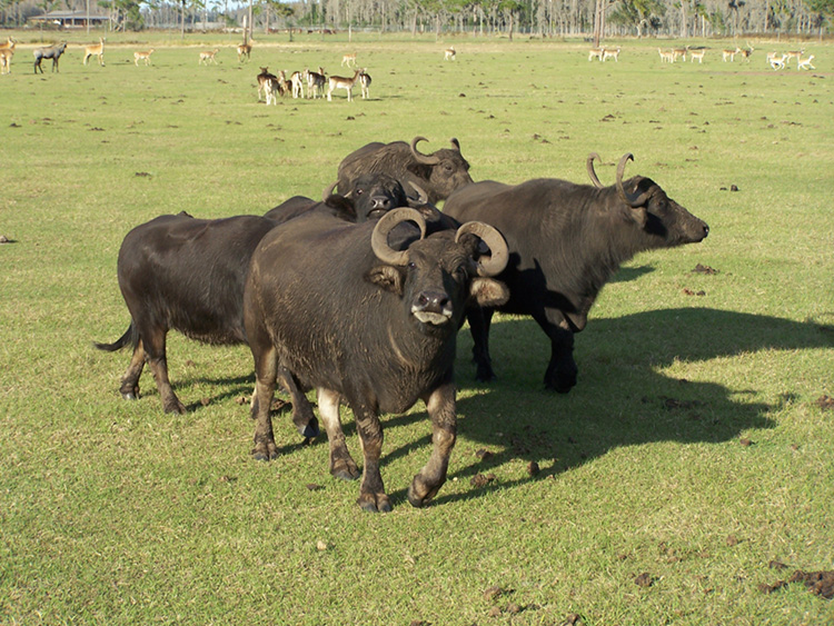 Water buffaloes gather at Safari Wilderness